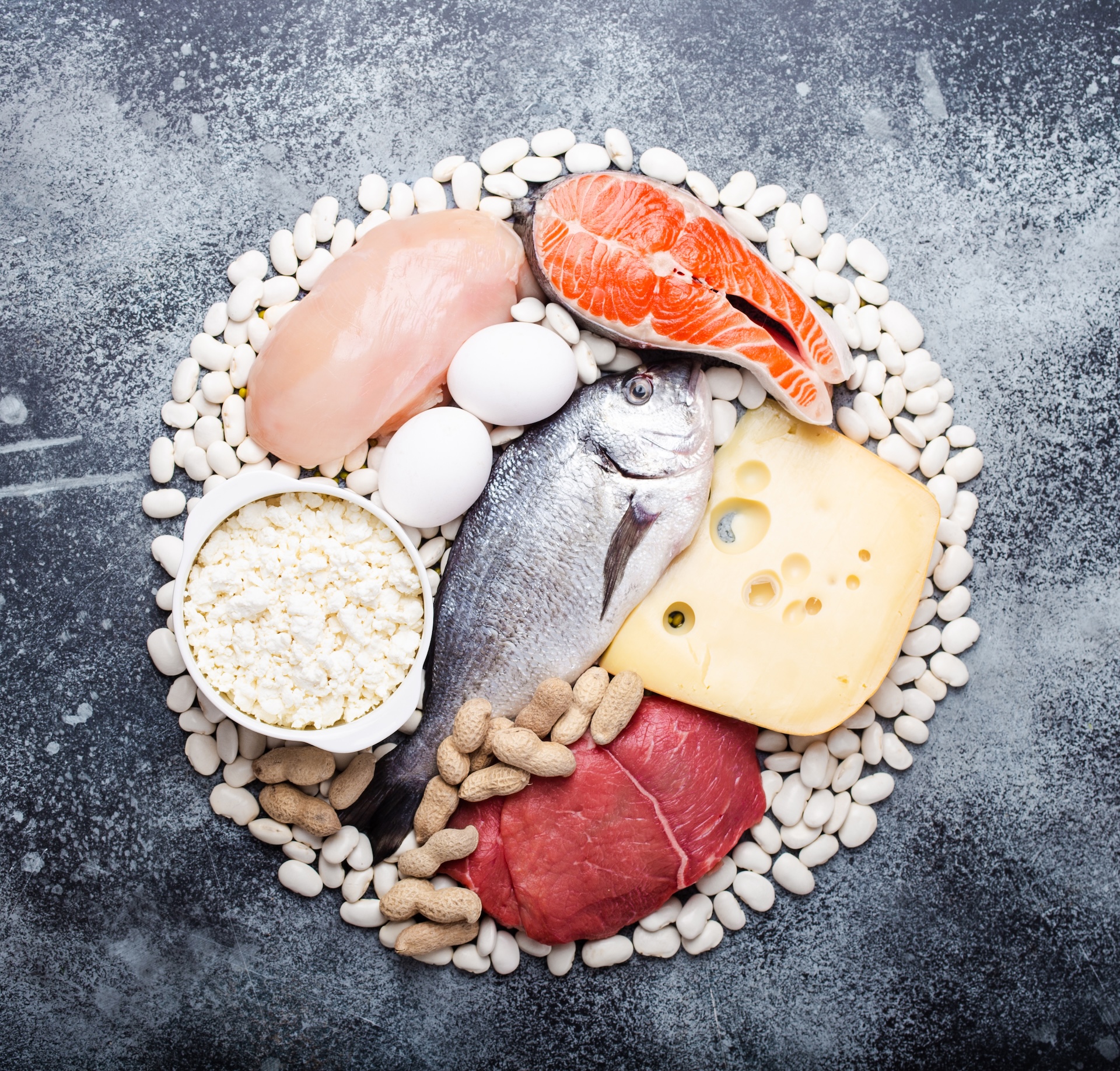 Διαλειμματική, πρωτεΐνη και μύες